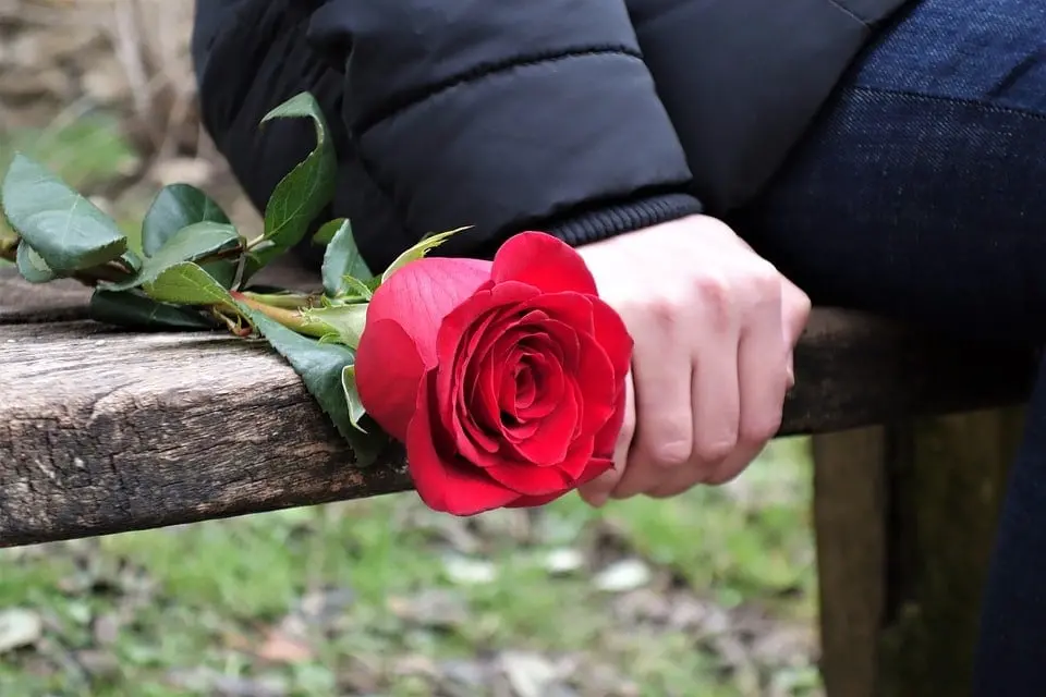 1698032272 girl with red rose jpg