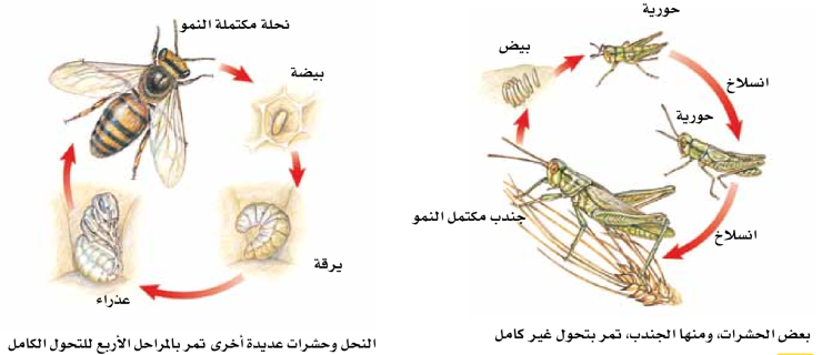 5572 التحول في الحشرات.pn