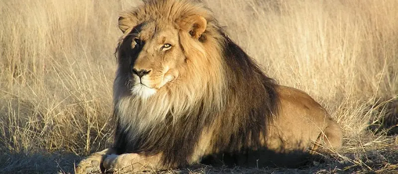 8 information about lion endangered king jungle jpg