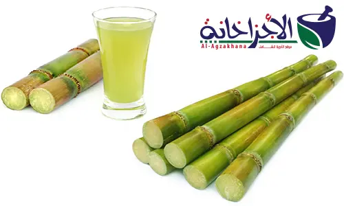 Benefits of Sugarcane jpg