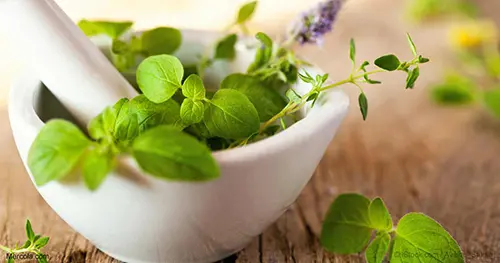 Benefits of marjoram jpg