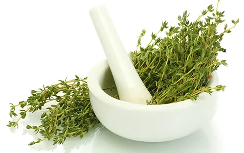 Benefits of thyme jpg