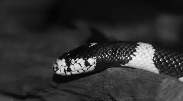 Black snake عربيد أسود 590x325 1 jpg