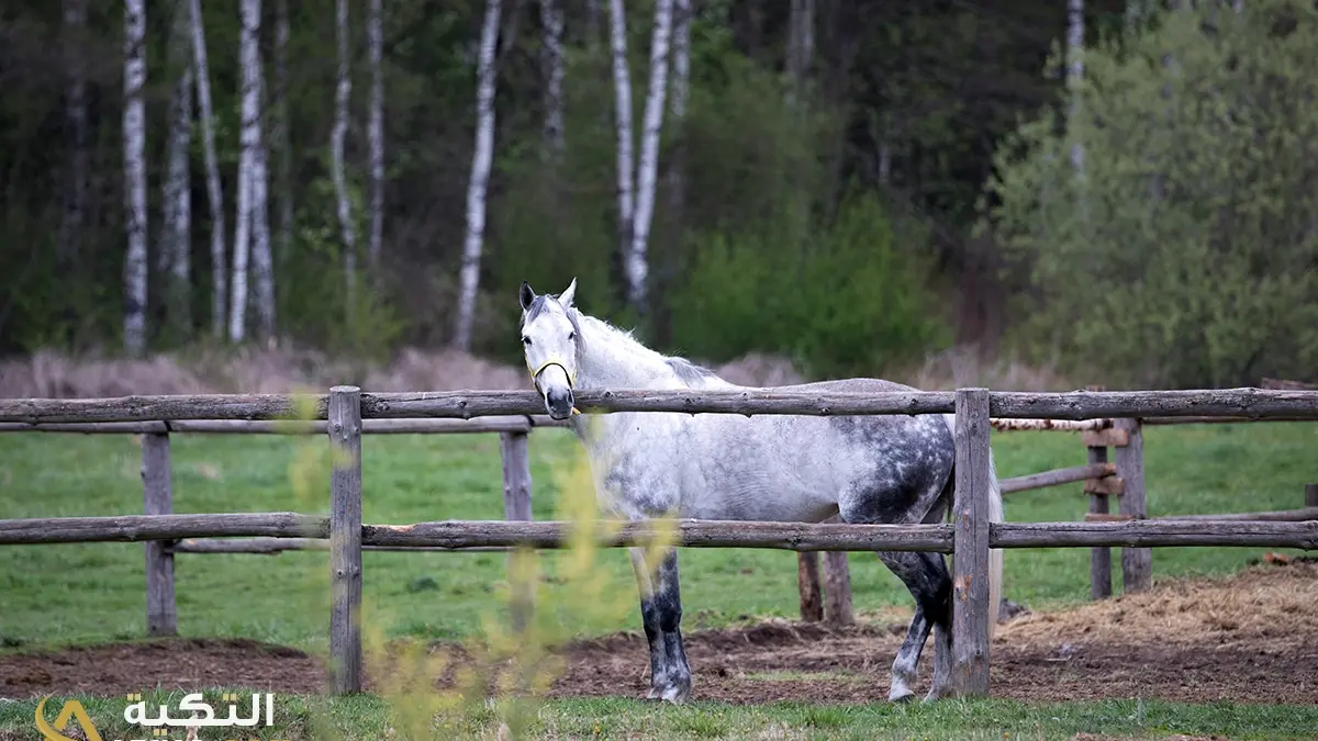 Gray horse