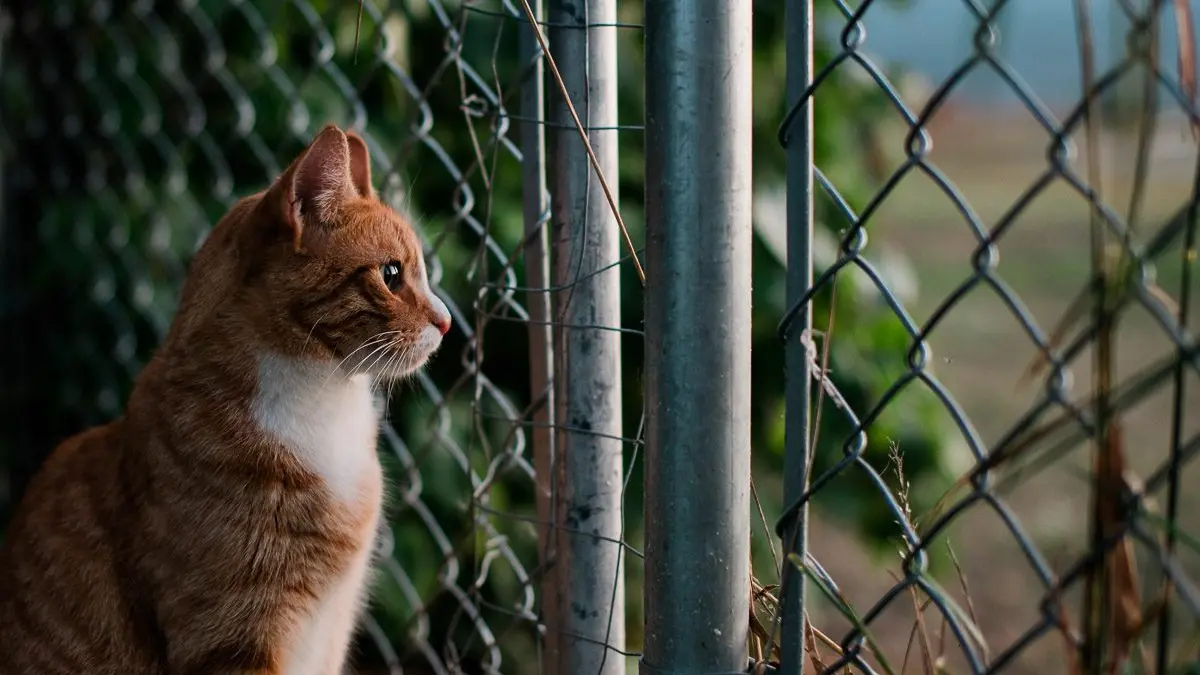 Punk at the gate