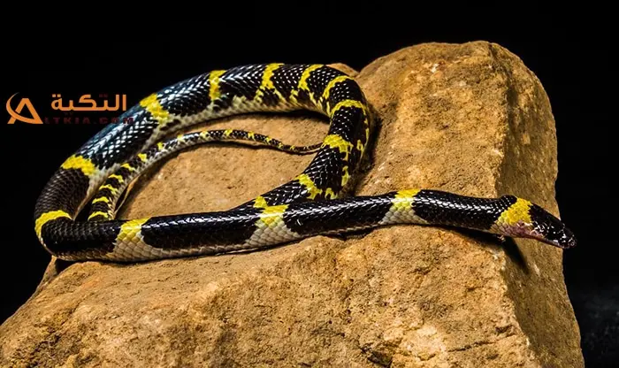 Yellow and black snake jpg