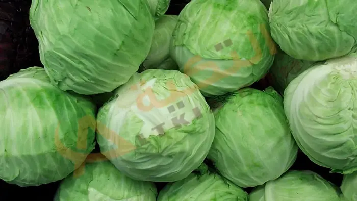 buy cabbage jpg