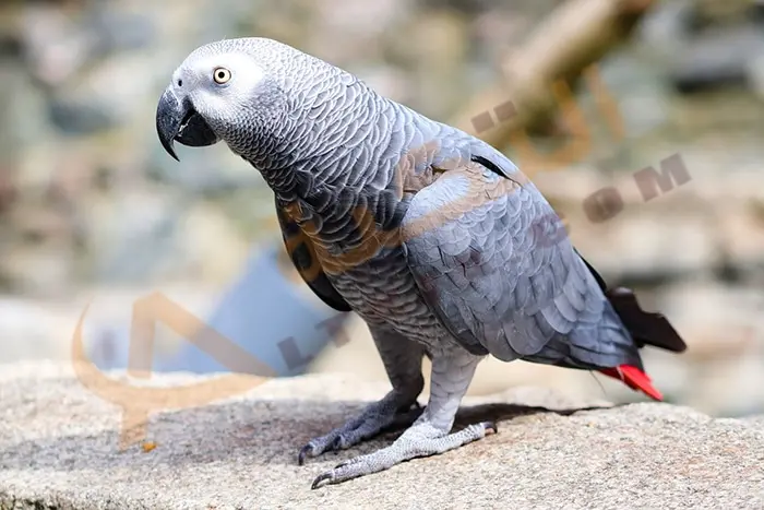 gray parrot jpg