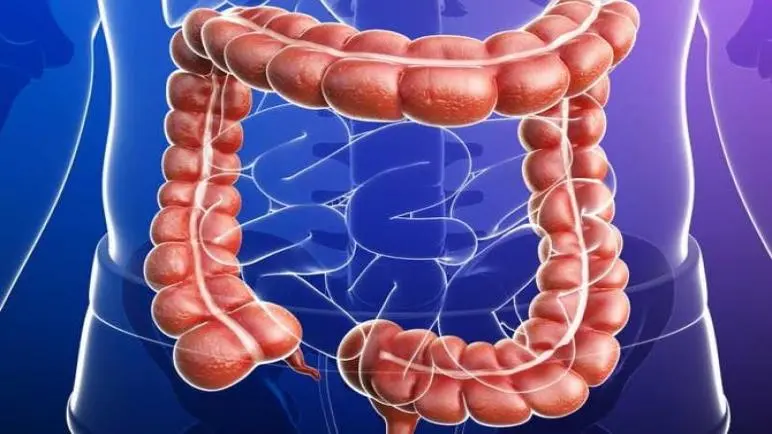 large intestine 1 6xlzkcfa7439c3xmnyp6sxihsgha25xv363knnbu3f7 jpg