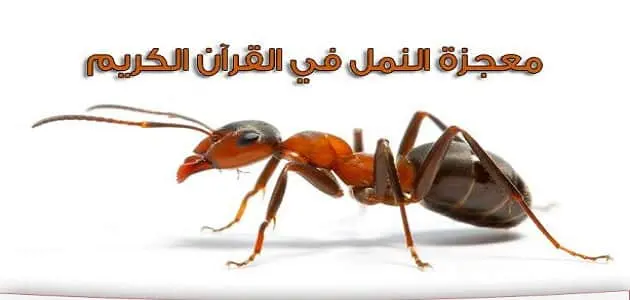 بحث عن النمل في القران الكريم jpg