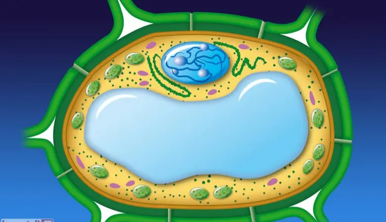 تركيب الخلية الذي يوفر الحماية والتماسك للنبات هو jpg