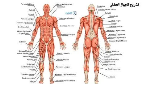 تسمى العضلات الاإرادية التي توجد في الأمعاء والمثانة والأوعية الدموية والأعضاء الداخلية الأخرى بالعضلات 1 460x281 1 jpg