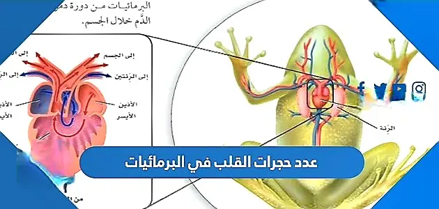 كم عدد حجرات القلب في البرمائيات jpeg