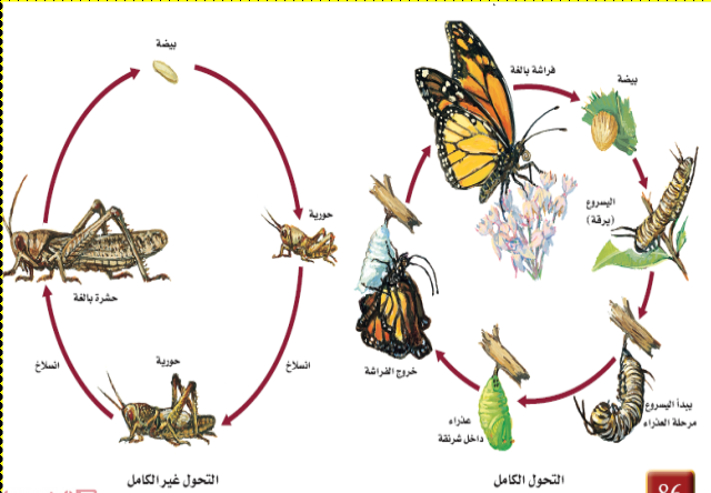 كم عدد مراحل التحول