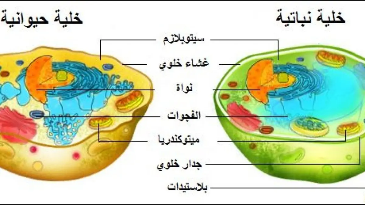 ما الجزء الذي يوجد ف