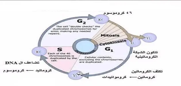 ما هي العلاقة بين الكروموسومات والكروماتيدات في الكروماتين jpg