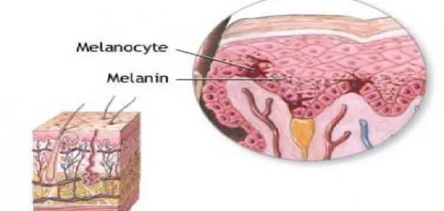 مادة الميلانين واهميتها للجلد jpg