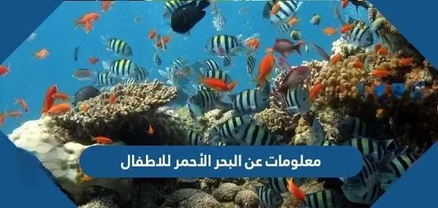 معلومات عن البحر الأحمر للاطفال jpg